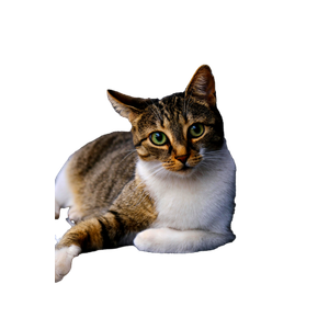 A Brown And White Domestic Cat Resting Outdoors, Showcasing Its Cute Face And Sharp Gaze. 16223 - Cat PNG image with transparent background